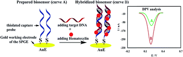 Graphical abstract: Development of a DNA biosensor for the detection of phenylketonuria based on a screen-printed gold electrode and hematoxylin