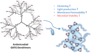 Graphical abstract: Dendrimer mediated clustering of bacteria: improved aggregation and evaluation of bacterial response and viability