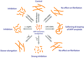 Graphical abstract: Differential effects of silver and iron oxide nanoparticles on IAPP amyloid aggregation