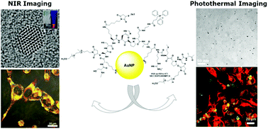 Graphical abstract: NIR-emitting and photo-thermal active nanogold as mitochondria-specific probes