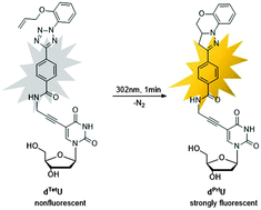 Graphical abstract: A rapidly photo-activatable light-up fluorescent nucleoside and its application in DNA base variation sensing