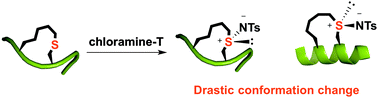 Graphical abstract: An in-tether sulfilimine chiral center induces helicity in short peptides