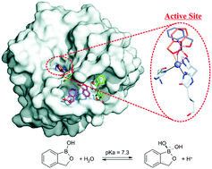 Graphical abstract: Benzoxaborole as a new chemotype for carbonic anhydrase inhibition