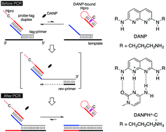 Graphical abstract: Fluorescence turn-on hairpin-probe PCR