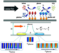 Graphical abstract: Contribution of convection and diffusion to the cascade reaction kinetics of β-galactosidase/glucose oxidase confined in a microchannel