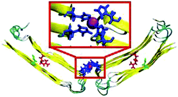 Graphical abstract: Effect of Zn2+ ions on the assembly of amylin oligomers: insight into the molecular mechanisms