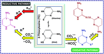 Graphical abstract: Contrasting reactions of hydrated electron and formate radical with 2-thio analogues of cytosine and uracil