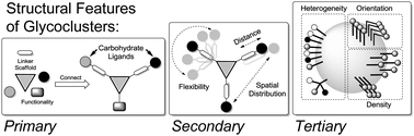 Graphical abstract: Organizing multivalency in carbohydrate recognition