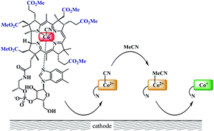 Graphical abstract: Electrochemistry and catalytic properties of amphiphilic vitamin B12 derivatives in nonaqueous media