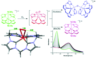 Graphical abstract: Binding of molecular oxygen by an artificial heme analogue: investigation on the formation of an Fe–tetracarbene superoxo complex