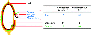 Graphical abstract: Rice bran constituents: immunomodulatory and therapeutic activities