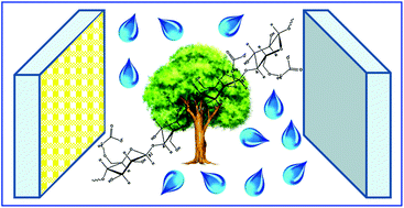 Graphical abstract: Approaching truly sustainable solar cells by the use of water and cellulose derivatives