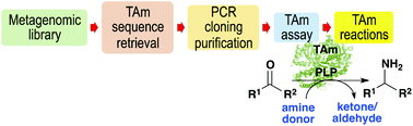 Graphical abstract: A metagenomics approach for new biocatalyst discovery: application to transaminases and the synthesis of allylic amines