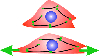 Graphical abstract: Cell stretching devices as research tools: engineering and biological considerations