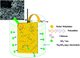 Graphical abstract: Electrochemical synthesis of polyaniline cross-linked NiMoO4 nanofibre dendrites for energy storage devices