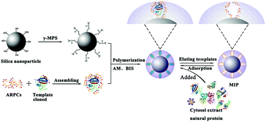 Graphical abstract: Well-defined nanostructured surface-imprinted polymers for the highly selective enrichment of low-abundance protein in mammalian cell extract