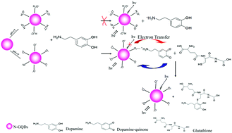 Graphical abstract: A dopamine-modulated nitrogen-doped graphene quantum dot fluorescence sensor for the detection of glutathione in biological samples