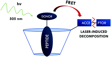 Graphical abstract: Action-FRET of β-cyclodextrin inclusion complexes