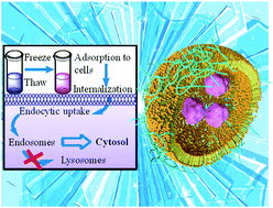 Graphical abstract: Enhanced protein internalization and efficient endosomal escape using polyampholyte-modified liposomes and freeze concentration