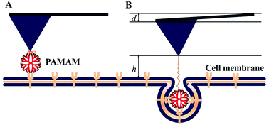 Graphical abstract: Studying the dynamic mechanism of transporting a single drug carrier-polyamidoamine dendrimer through cell membranes by force tracing