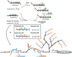 Graphical abstract: Integrating DNA strand displacement circuitry to the nonlinear hybridization chain reaction