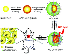 Graphical abstract: Dual antibacterial activities of a chitosan-modified upconversion photodynamic therapy system against drug-resistant bacteria in deep tissue