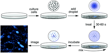 Graphical abstract: Single dish gradient screening of small molecule localization