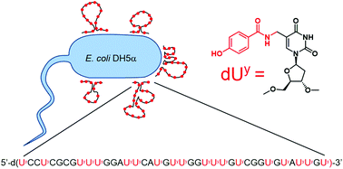 Whole cell-SELEX of aptamers with a tyrosine-like side chain against ...