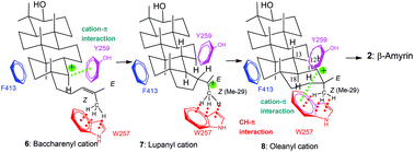 Graphical abstract: β-Amyrin synthase from Euphorbia tirucalli L. functional analyses of the highly conserved aromatic residues Phe413, Tyr259 and Trp257 disclose the importance of the appropriate steric bulk, and cation–π and CH–π interactions for the efficient catalytic action of the polyolefin cyclization cascade