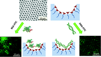 Graphical abstract: Fabrication of honeycomb films from highly functional dendritic structures: electrostatic force driven immobilization of biomolecules