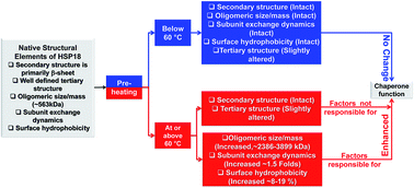 Graphical abstract: Conformational perturbation, hydrophobic interactions and oligomeric association are responsible for the enhanced chaperone function of Mycobacterium leprae HSP18 under pre-thermal condition