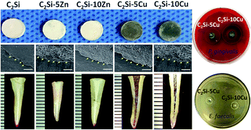 Graphical abstract: Design and evaluation of multifunctional antibacterial ion-doped β-dicalcium silicate cements favorable for root canal sealing