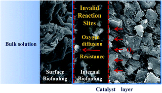 Graphical abstract: Analysis of the effect of biofouling distribution on electricity output in microbial fuel cells