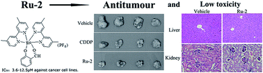 Graphical abstract: Novel mononuclear ruthenium(ii) complexes as potent and low-toxicity antitumour agents: synthesis, characterization, biological evaluation and mechanism of action