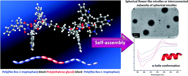 Graphical abstract: Synthesis and self-assembly behaviour of poly(Nα-Boc-l-tryptophan)-block-poly(ethylene glycol)-block-poly(Nα-Boc-l-tryptophan)