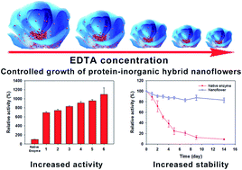 Graphical abstract: Controlled synthesis of an enzyme–inorganic crystal composite assembled into a 3D structure with ultrahigh enzymatic activity