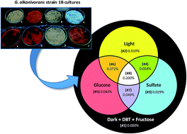 Graphical abstract: Ability of Gordonia alkanivorans strain 1B for high added value carotenoids production