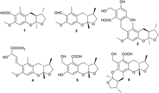 Graphical abstract: Phomeketales A–F, six unique metabolites from the endophytic fungus Phoma sp. YN02-P-3