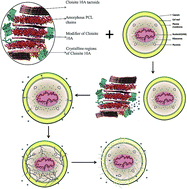 Percolated network formation in biocidal 3D porous PCL/clay ...