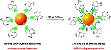 Graphical abstract: Shaping bioinspired photo-responsive microstructures by the light-driven modulation of selective interactions