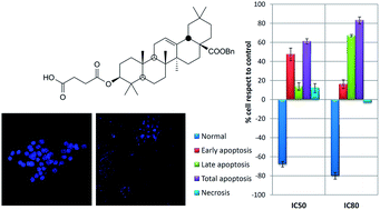 Graphical abstract: The oleanolic acid derivative, 3-O-succinyl-28-O-benzyl oleanolate, induces apoptosis in B16–F10 melanoma cells via the mitochondrial apoptotic pathway