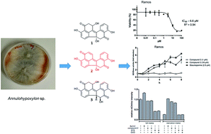 Graphical abstract: Daldinone derivatives from the mangrove-derived endophytic fungus Annulohypoxylon sp.