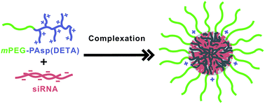 Graphical abstract: Polymeric vector-mediated delivery of an miR-21 inhibitor for prostate cancer treatment