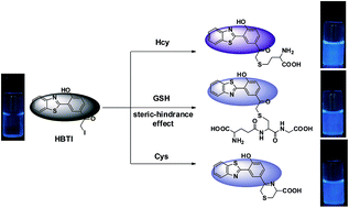 Graphical abstract: HBT-based turn-on fluorescent probe for discrimination of homocysteine from glutathione/cysteine and its bioimaging applications