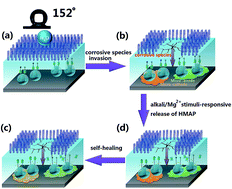 Graphical abstract: Self-healing, superhydrophobic coating based on mechanized silica nanoparticles for reliable protection of magnesium alloys