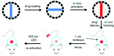 Graphical abstract: Near-infrared persistent luminescence hollow mesoporous nanospheres for drug delivery and in vivo renewable imaging