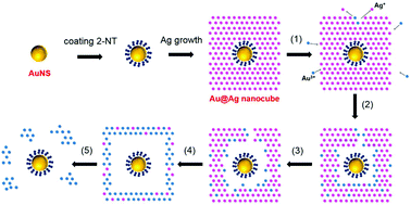 Graphical abstract: Structure-dependent SERS activity of plasmonic nanorattles with built-in electromagnetic hotspots