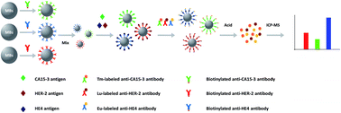 Graphical abstract: Simultaneous detection of three gynecological tumor biomarkers in clinical serum samples using an ICP-MS-based magnetic immunoassay