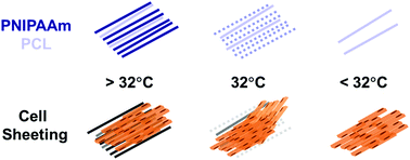 Graphical abstract: Electrospun poly(N-isopropyl acrylamide)/poly(caprolactone) fibers for the generation of anisotropic cell sheets