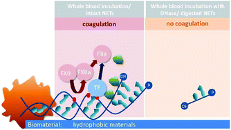 Graphical abstract: Neutrophil extracellular trap formation upon exposure of hydrophobic materials to human whole blood causes thrombogenic reactions